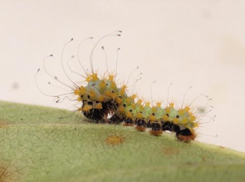 Réf. 305 221 : Saturnia pyri